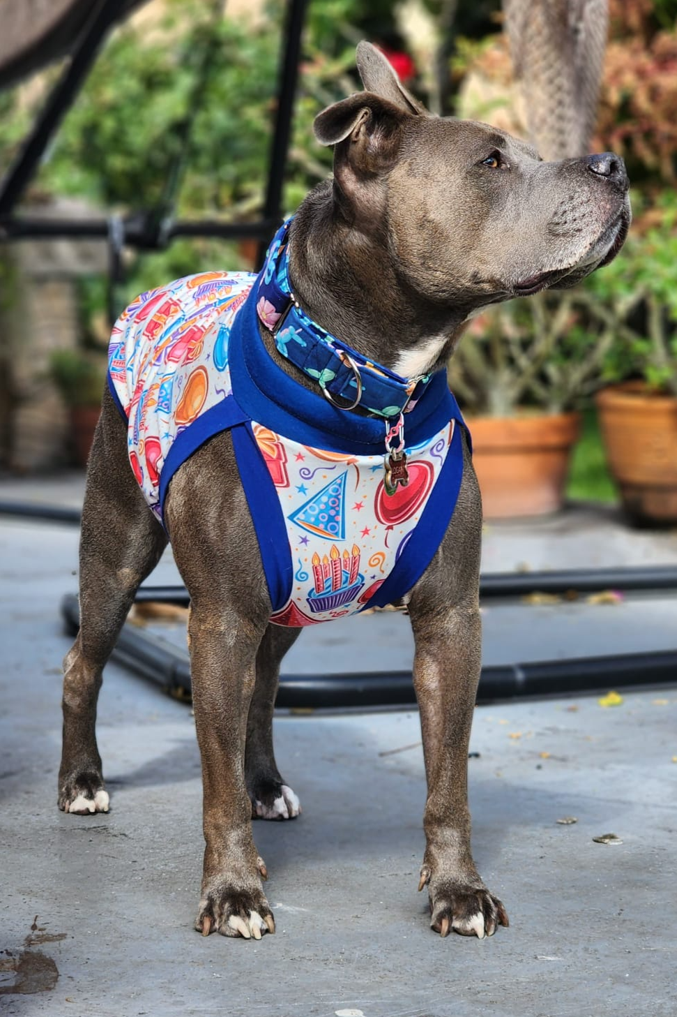 Grey pitbull wearing Jax & Molly's birthday dog pajamas