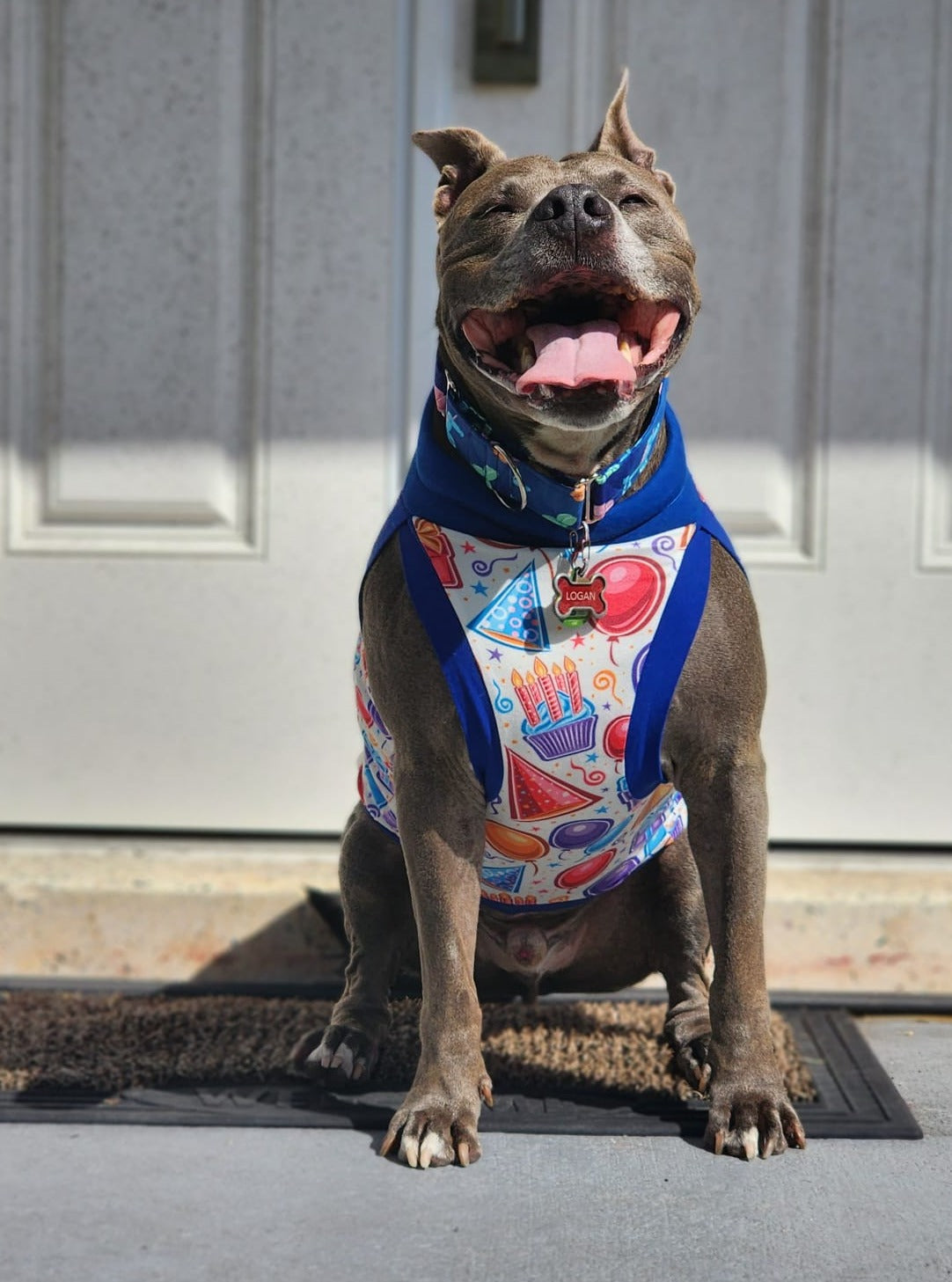 Grey pitbull wearing Jax & Molly's birthday dog pajamas