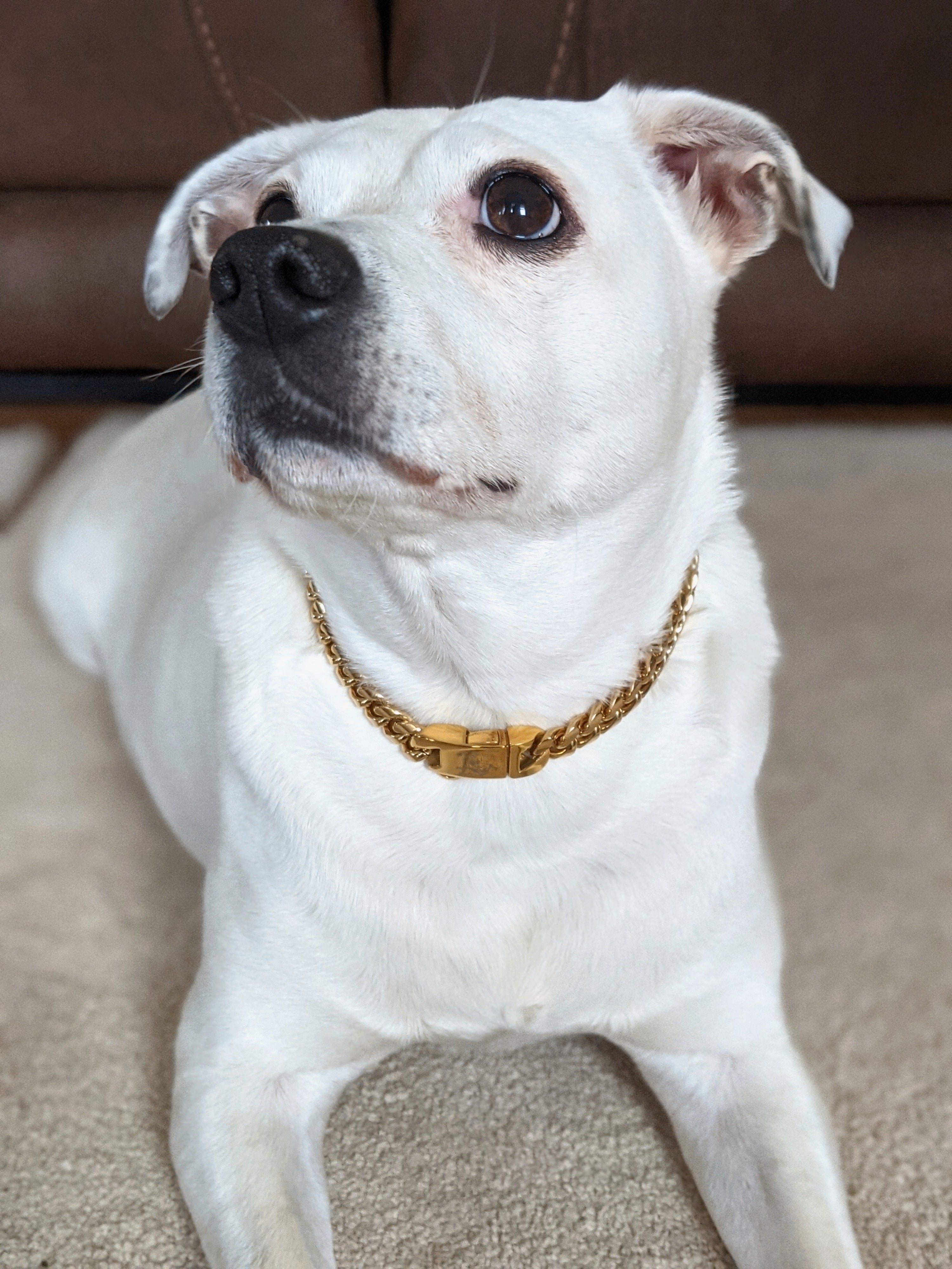 Gold chain best sale for my dog