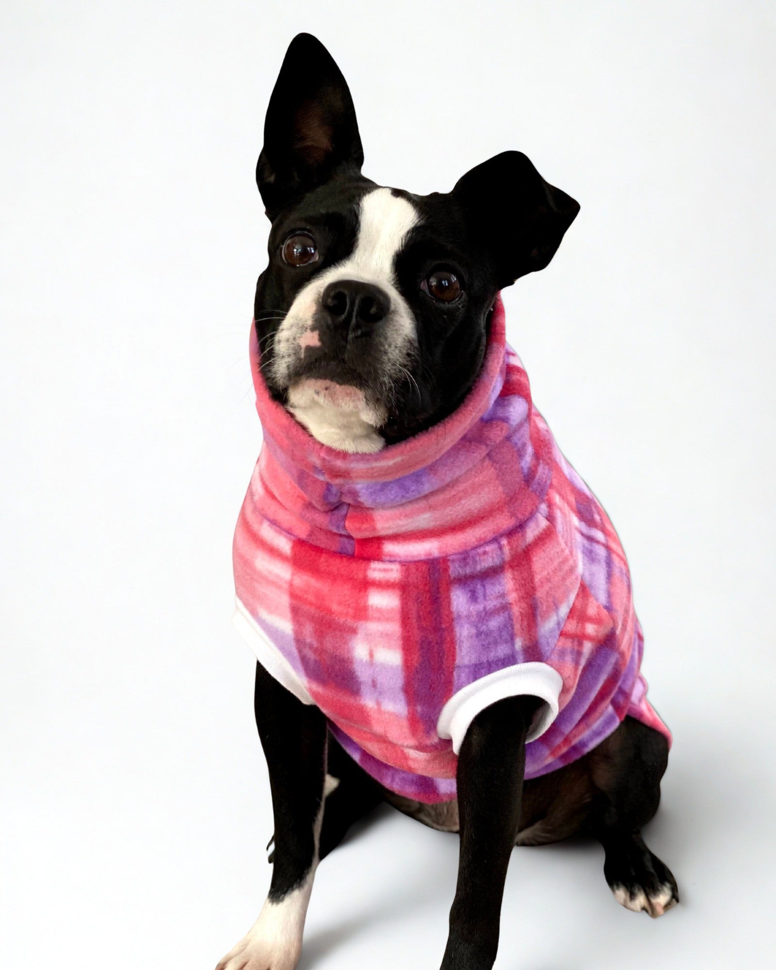 French bulldog in pink dog sweater