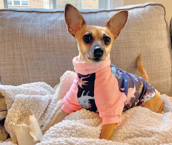 Chihuahua raglan dog pajamas