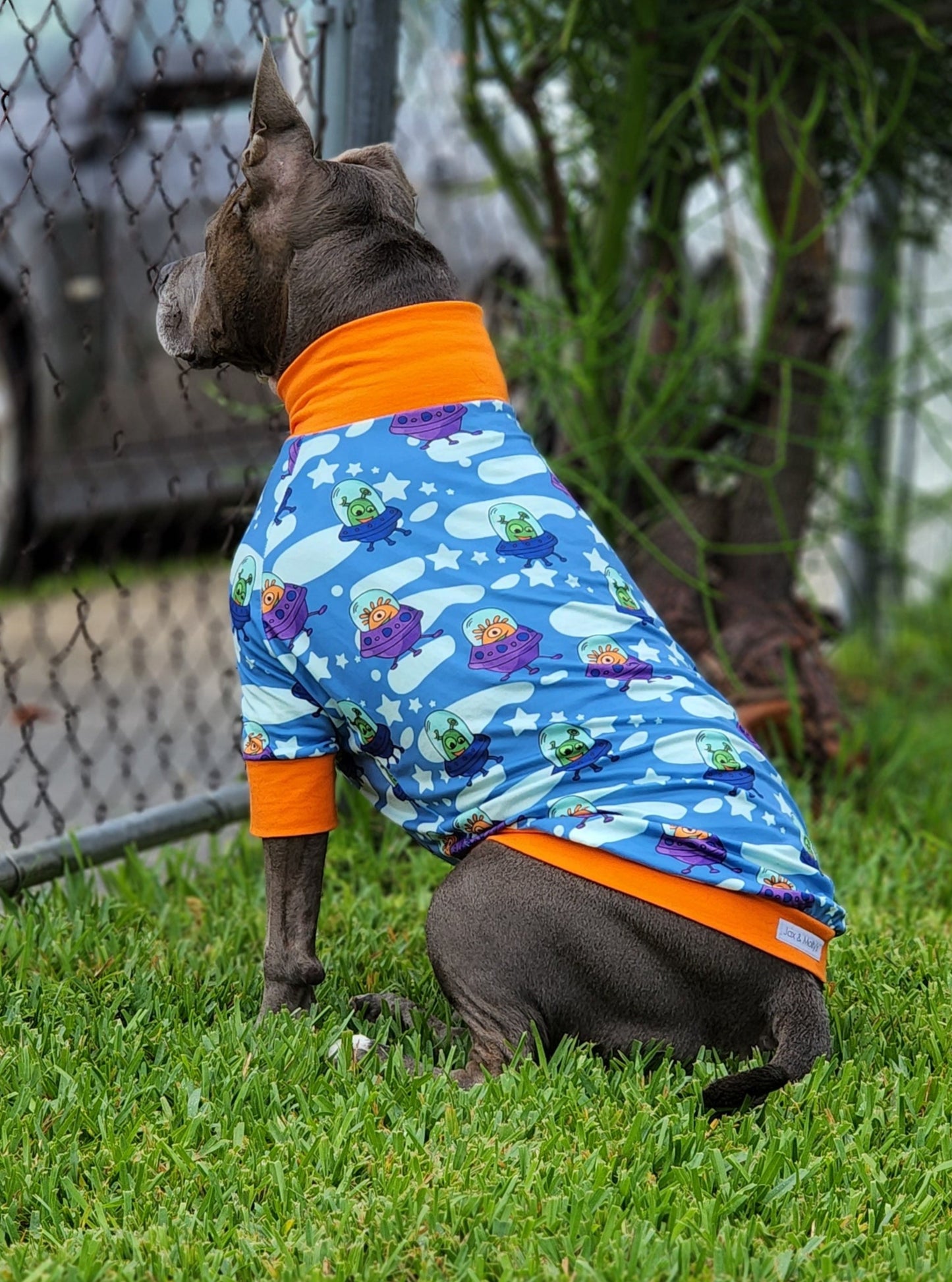 Dog sitting in Playful Aliens dog pajamas showing full back print and comfortable fit
