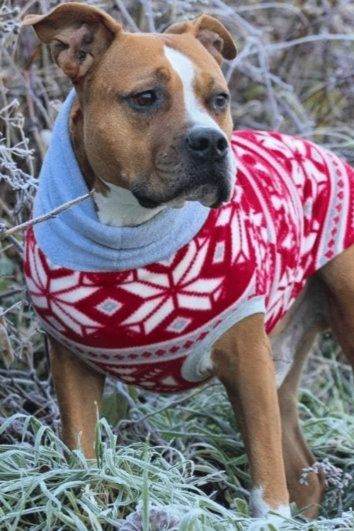 Pitbull in a red and grey fairisle dog sweater with a grey turtleneck