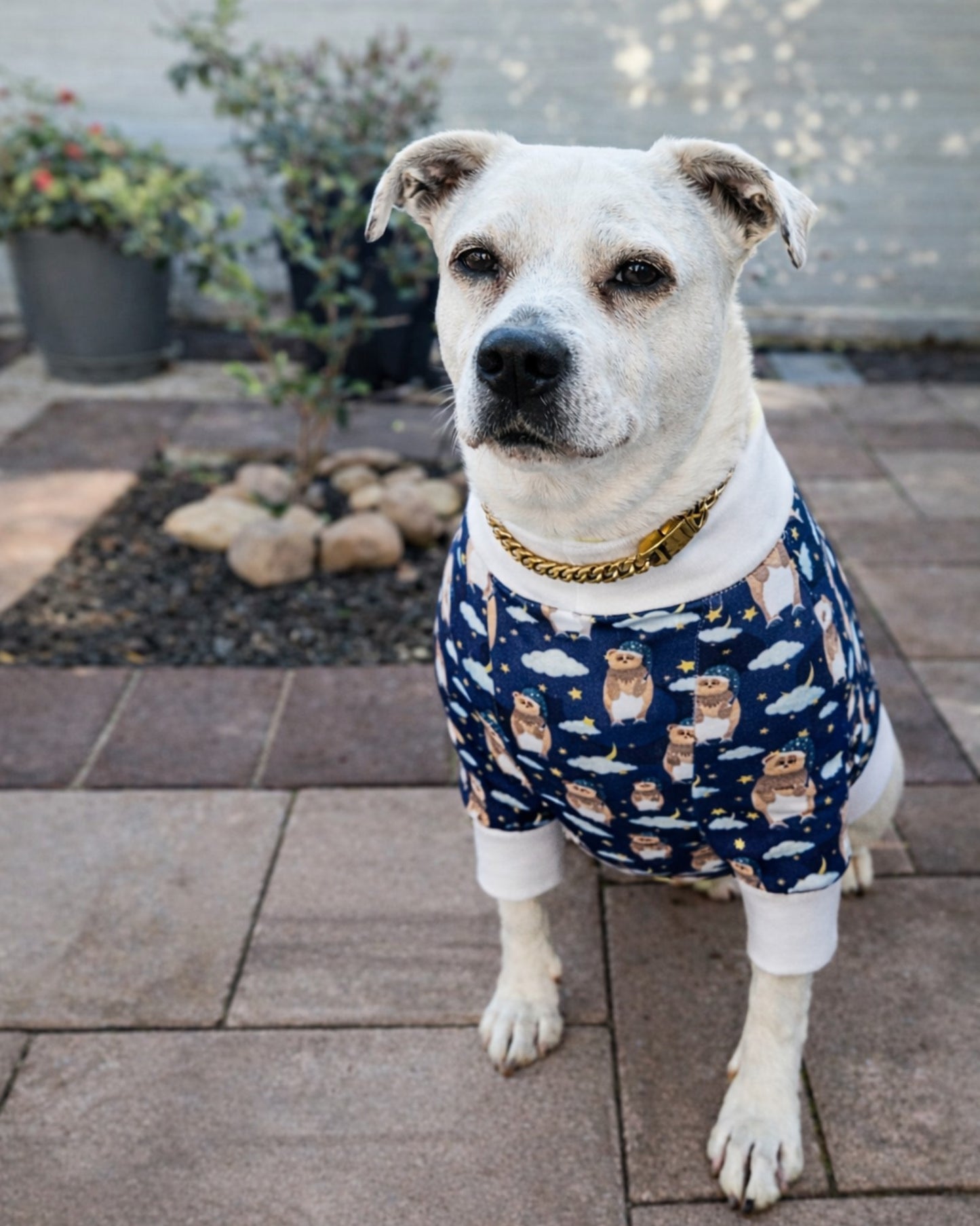 Dog wearing bear print pajamas with white trim in a sitting pose