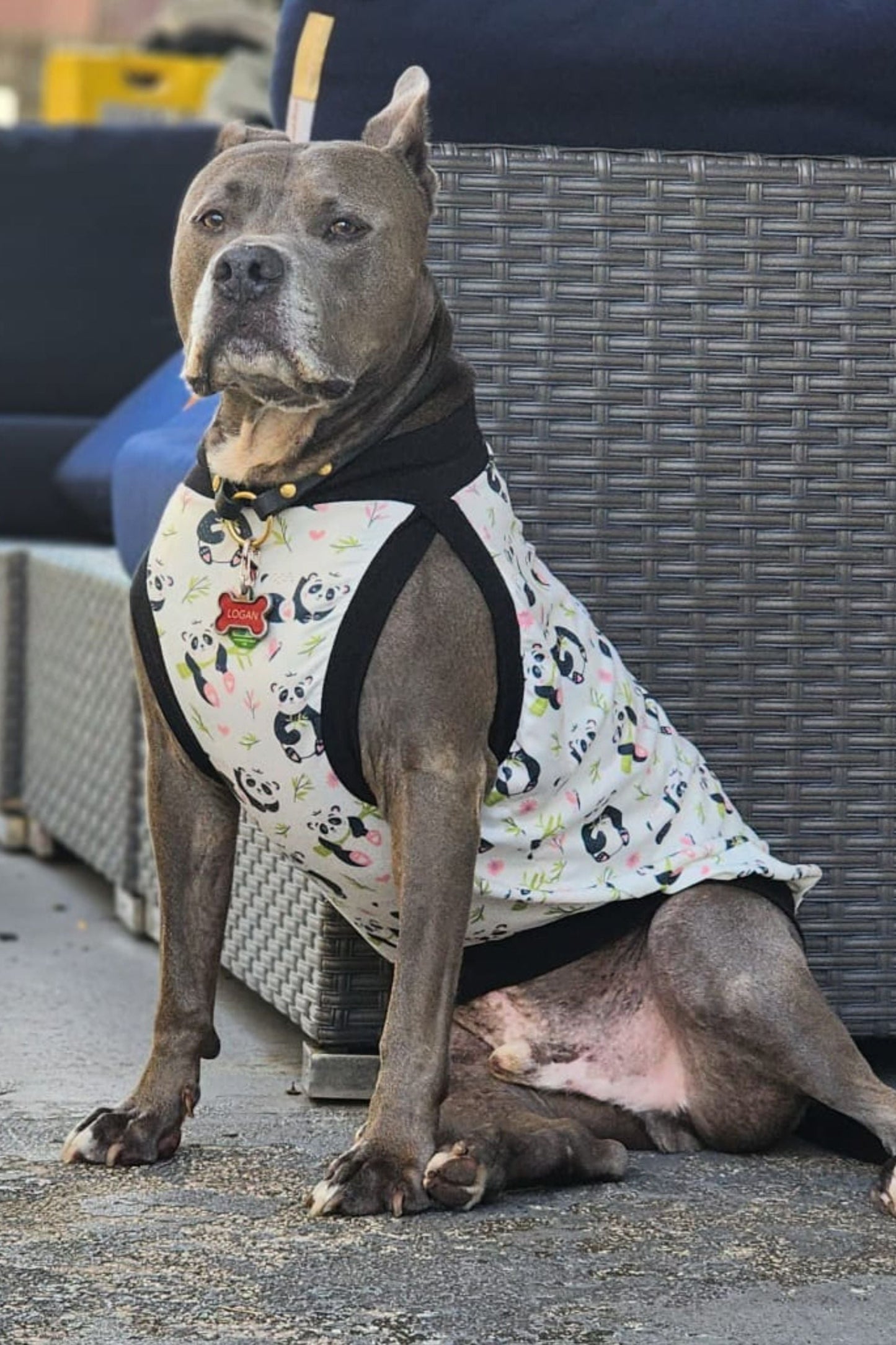 Grey pitbull wearing Jax & Molly's dog pajamas with pandas