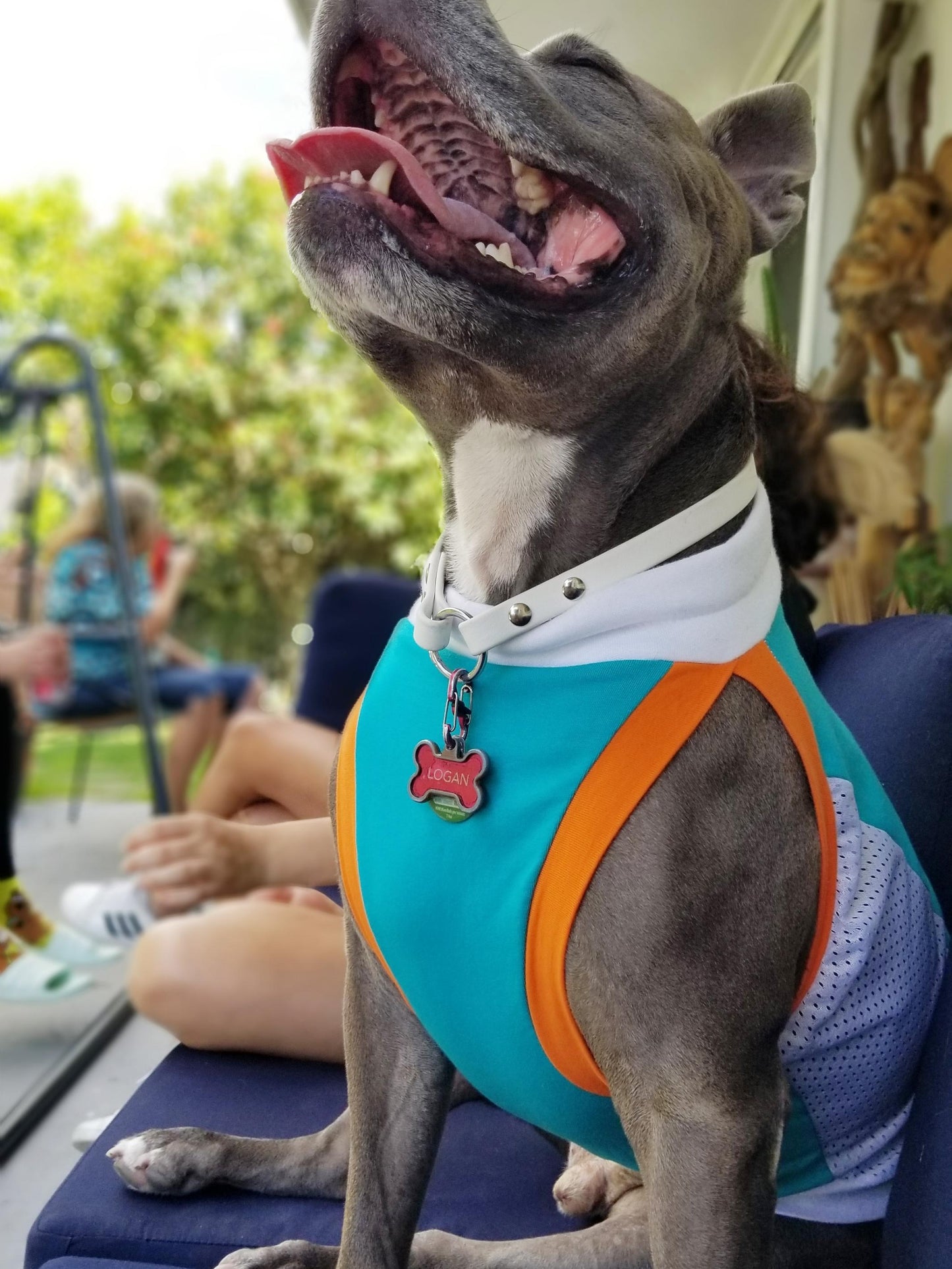 Dog wearing teal and orange sports jersey outdoors