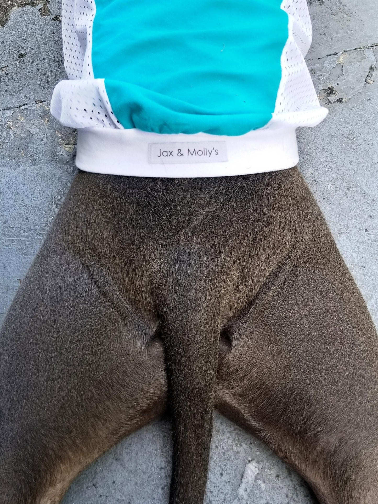 A back view of a dog in a jade-colored sports jersey with a white mesh design, perfect for game day, featuring white accents.