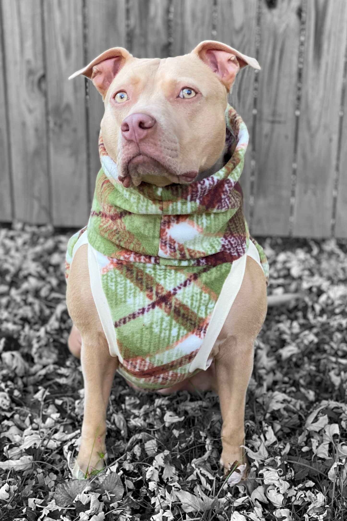 Pitbull modeling a fleece dog sweater in a green and brown plaid design