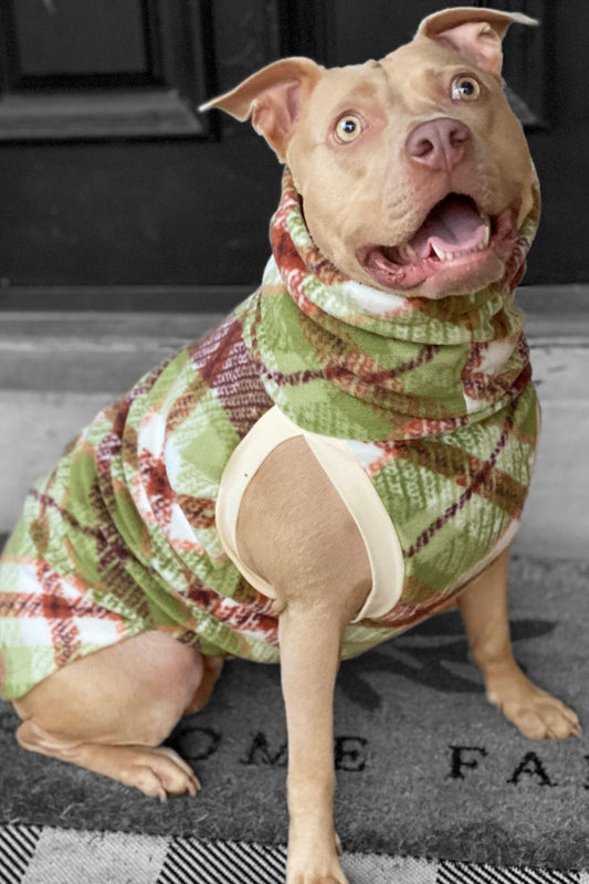 Pitbull modeling a pullover dog sweater in a green and brown plaid design