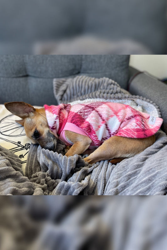 Adorable chihuahua lounging in Jax & Molly's Bubble Gum Plaid, pink and white dog sweater.