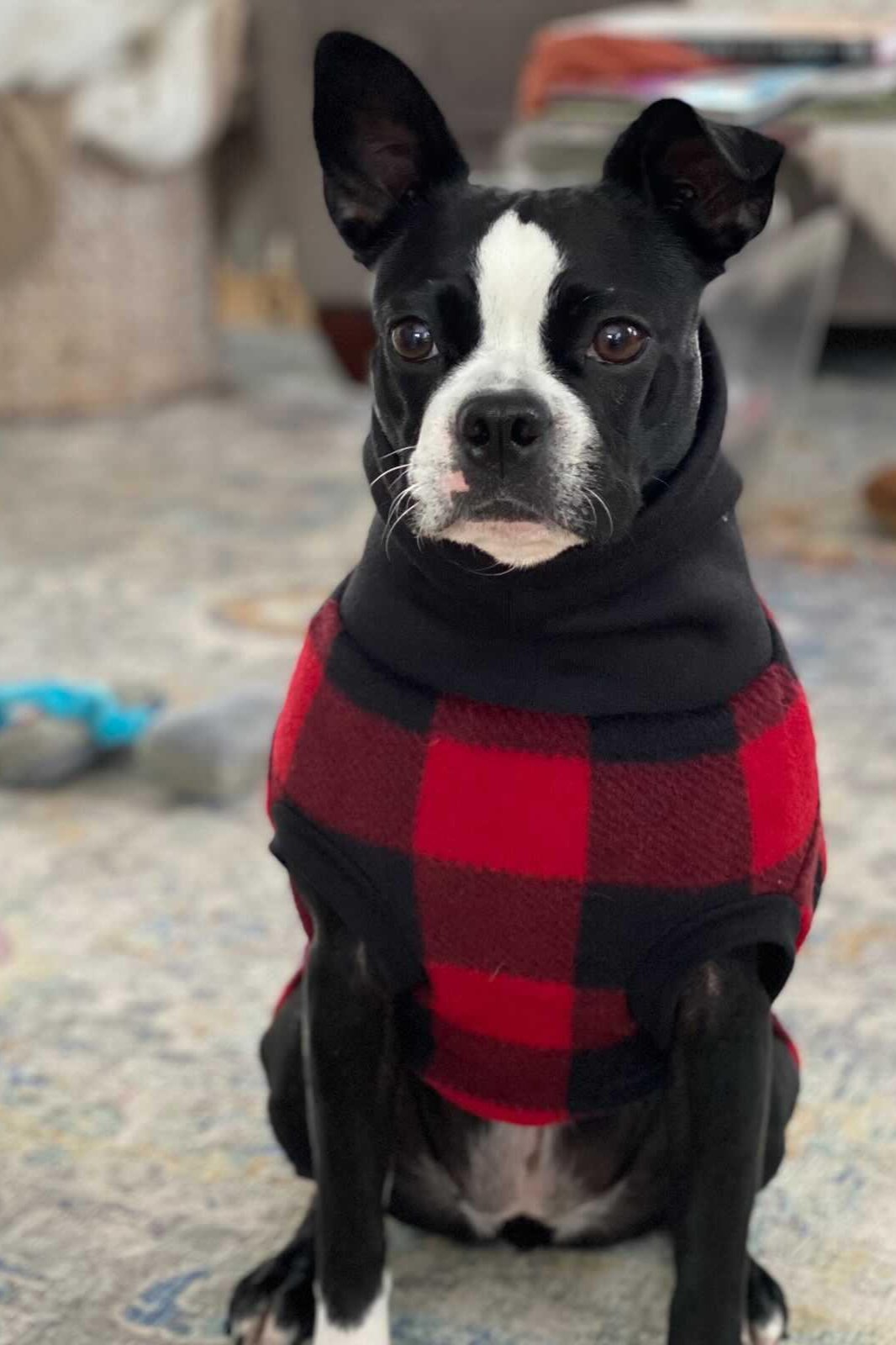 Buffalo check dog coat 2025