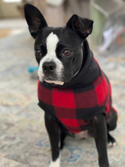 Boston terrier donning a beautiful red and black buffalo plaid sweater.