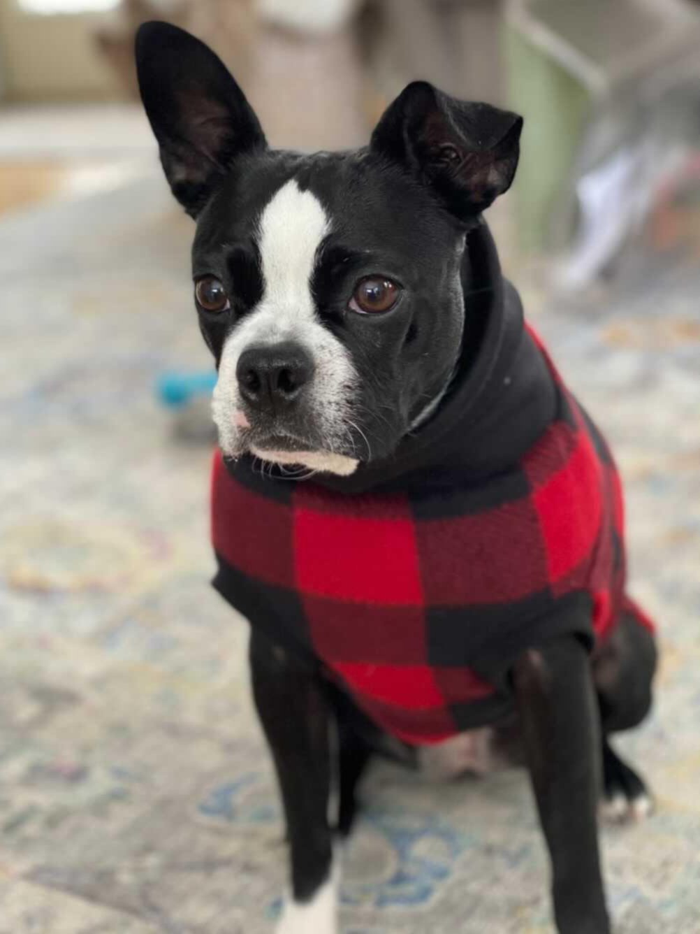 Red dog sweater hotsell