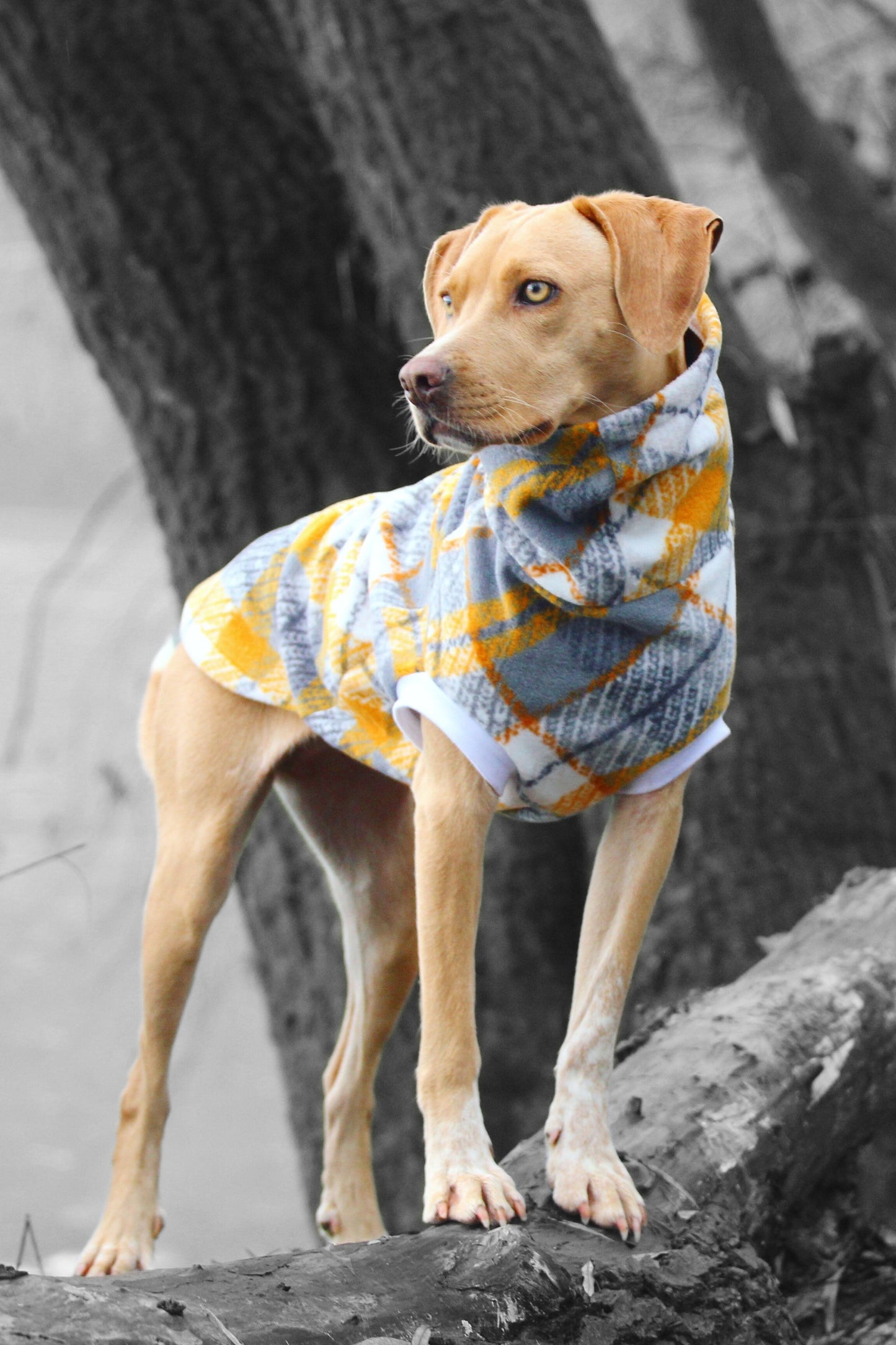 Labrador showcasing a dog sweater in a grey and yellow plaid standing on a broken tree