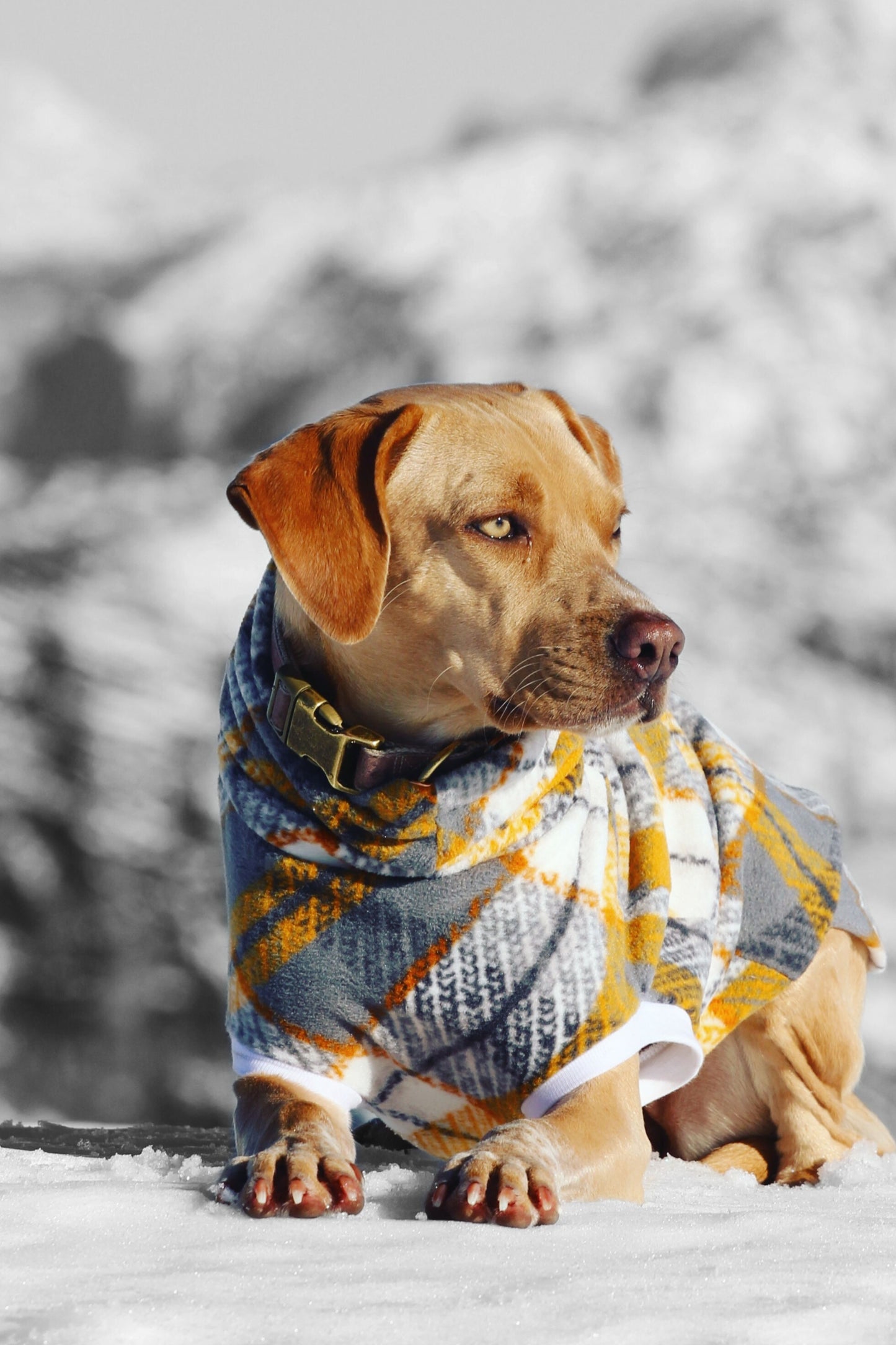 Dog showcasing a fleece dog sweater crafted from a grey and yellow plaid