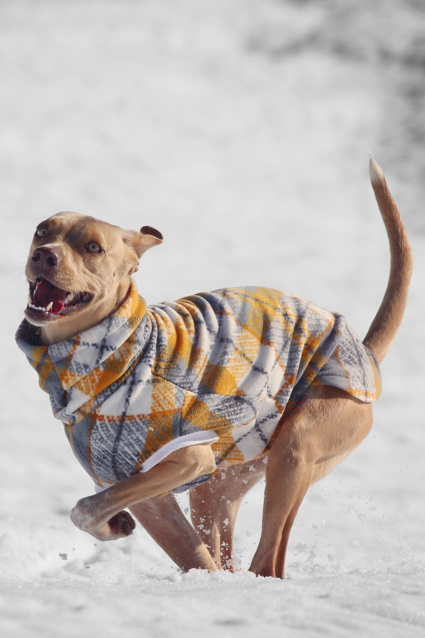 Dog joyfully running while styling a grey and yellow pullover fleece dog sweater