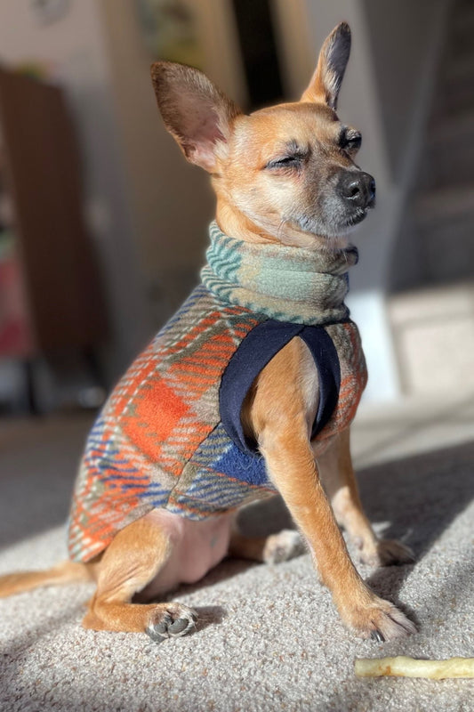 Chihuahua modeling Jax & Molly's  Harvest Tartan Fleece Dog Sweater adorned with a rustic orange, blue and green plaid print.