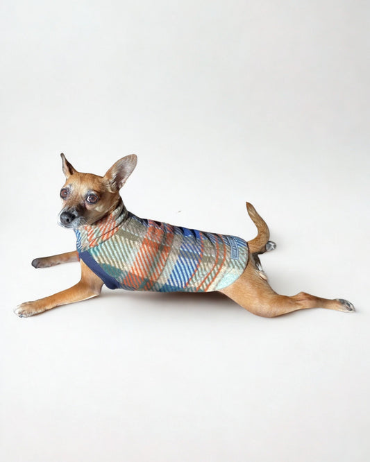 Chihuahua sunbathing in Jax & Molly's  Harvest Tartan Fleece Dog Sweater adorned with a rustic orange, blue and green plaid print.