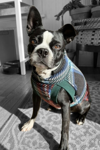 Boston Terrier modeling a fleece plaid dog sweater in a pullover style