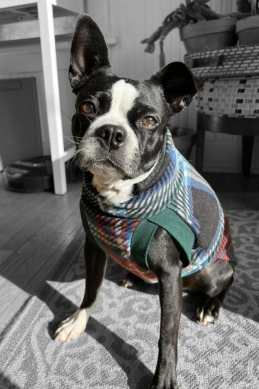 Boston Terrier modeling a fleece plaid dog sweater in a pullover style