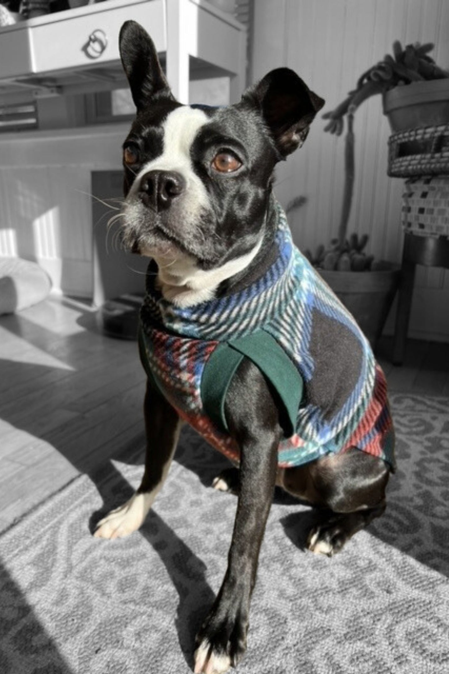 Boston Terrier modeling a dark plaid dog sweater crafted from anti-pill fleece