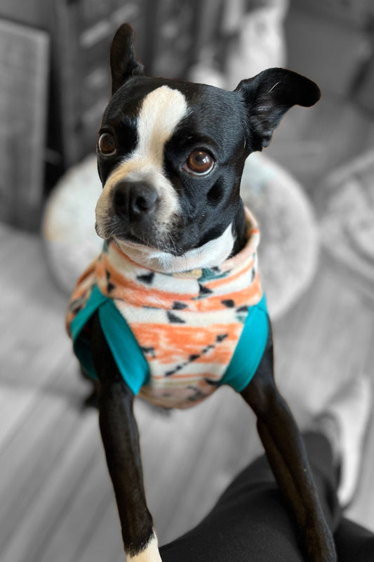 Boston Terrier wearing a fleece pullover dog sweater with an orange aztec design