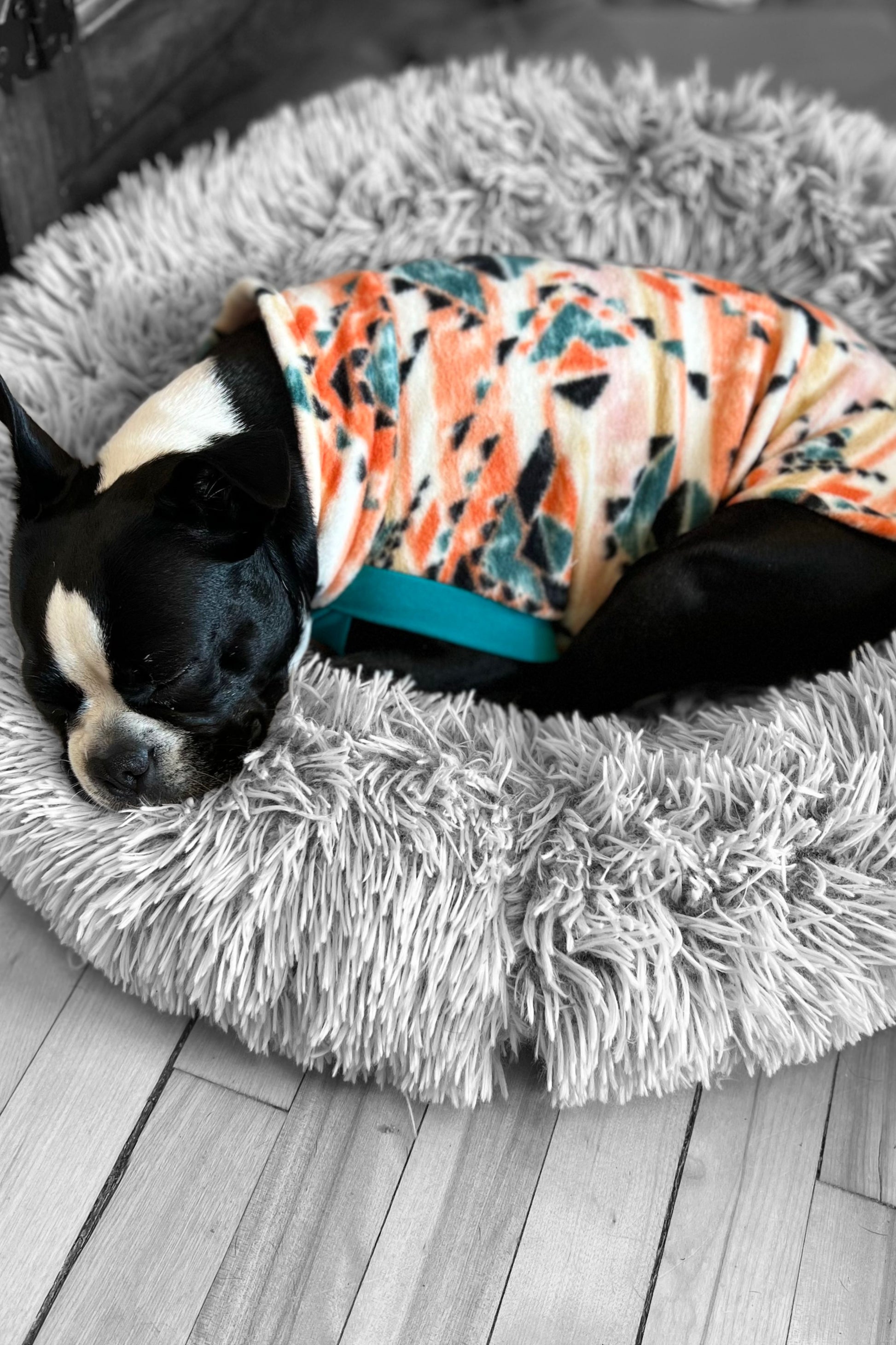 Boston Terrier sleeping in a fleece pullover dog sweater with an orange aztec design