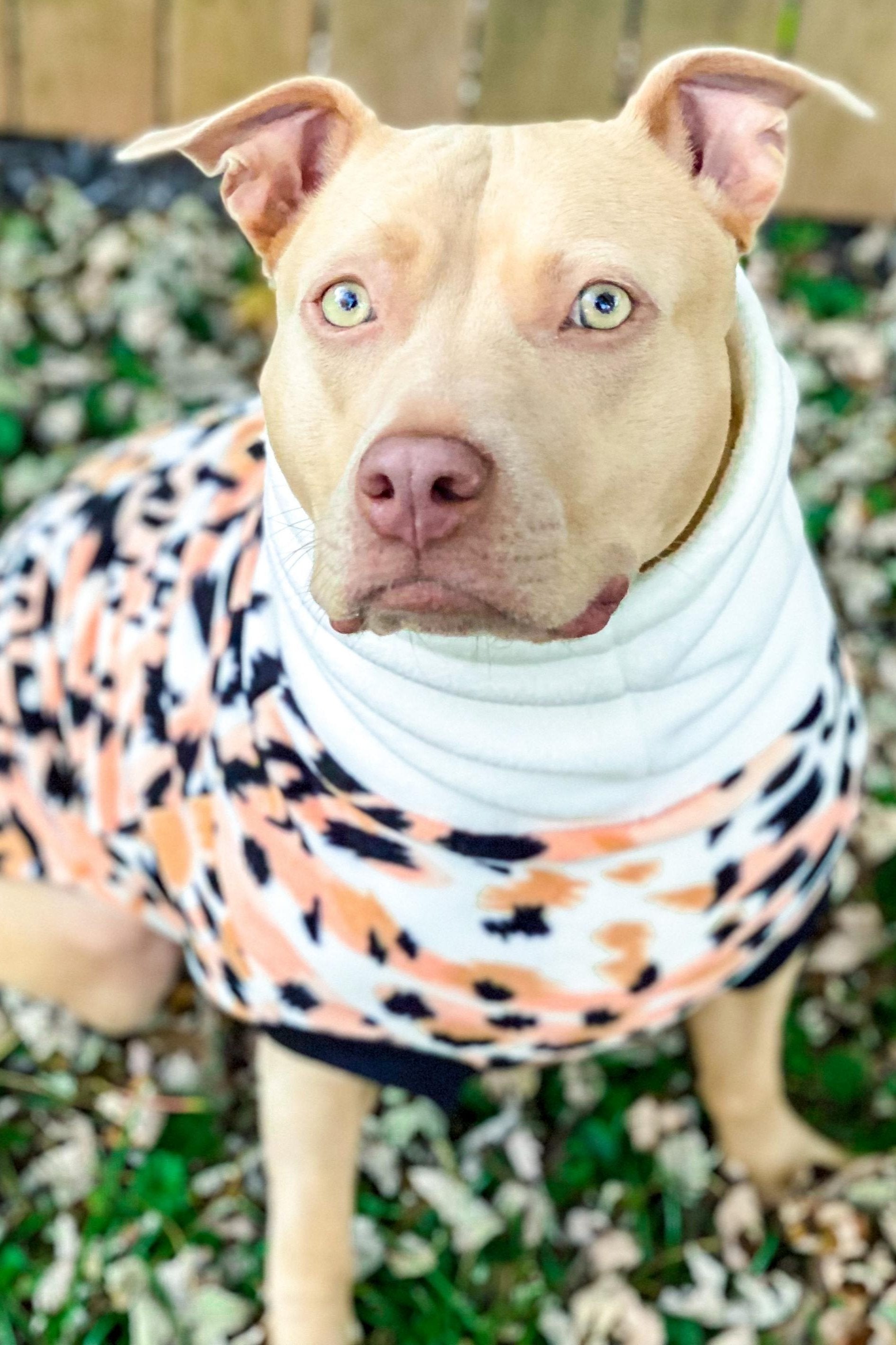 Gorgeous pitbull modeling Jax & Molly's Peach Margay Dog Sweater adorned with a stunning animal print and complimented with an ivory turtleneck.
