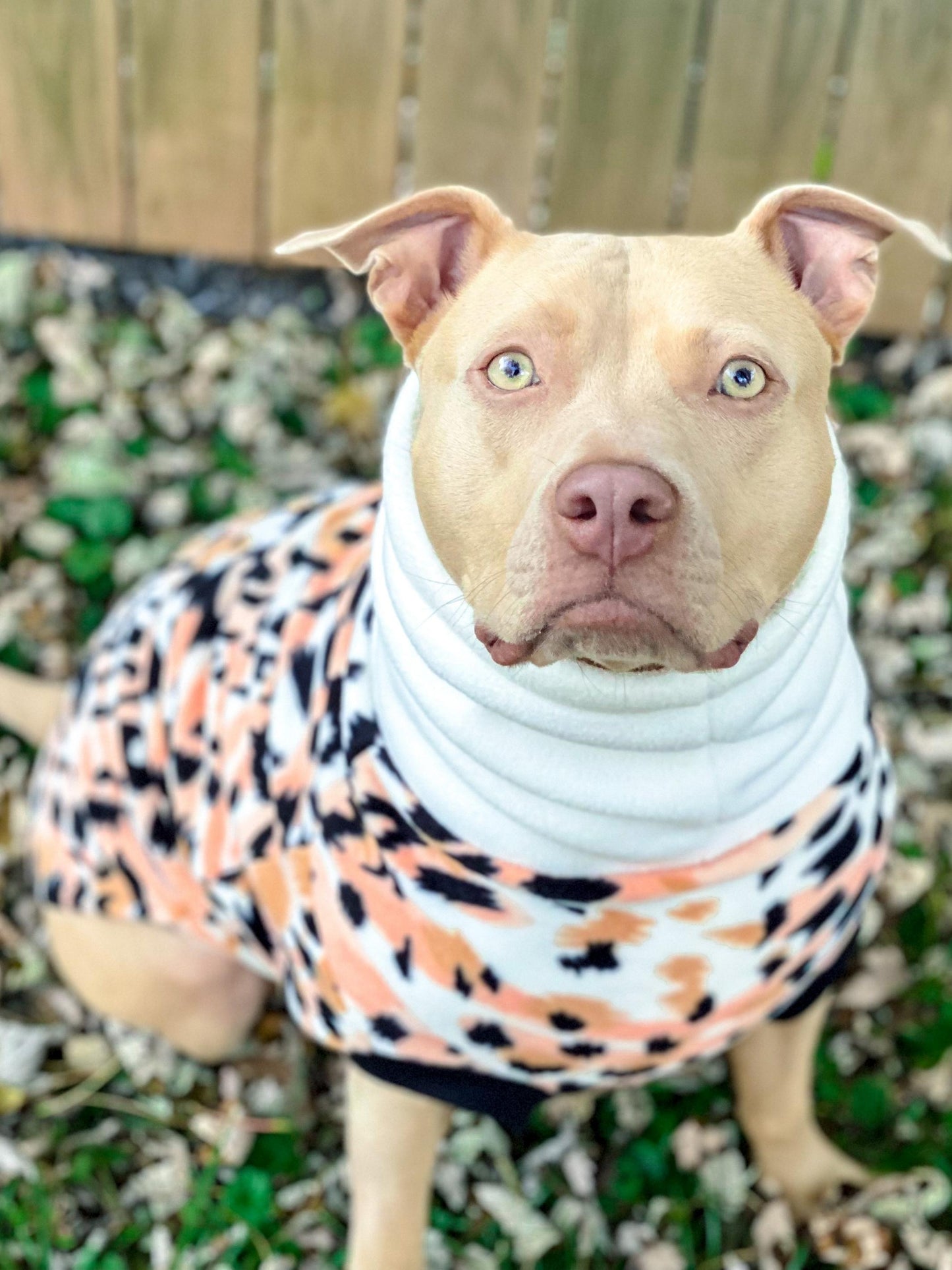 Gorgeous pitbull modeling Jax & Molly's Peach Margay Dog Sweater adorned with a stunning animal print and complimented with an ivory turtleneck.