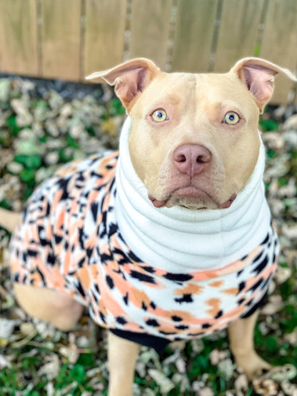 Gorgeous pitbull modeling Jax & Molly's Peach Margay Dog Sweater adorned with a stunning animal print and complimented with an ivory turtleneck.