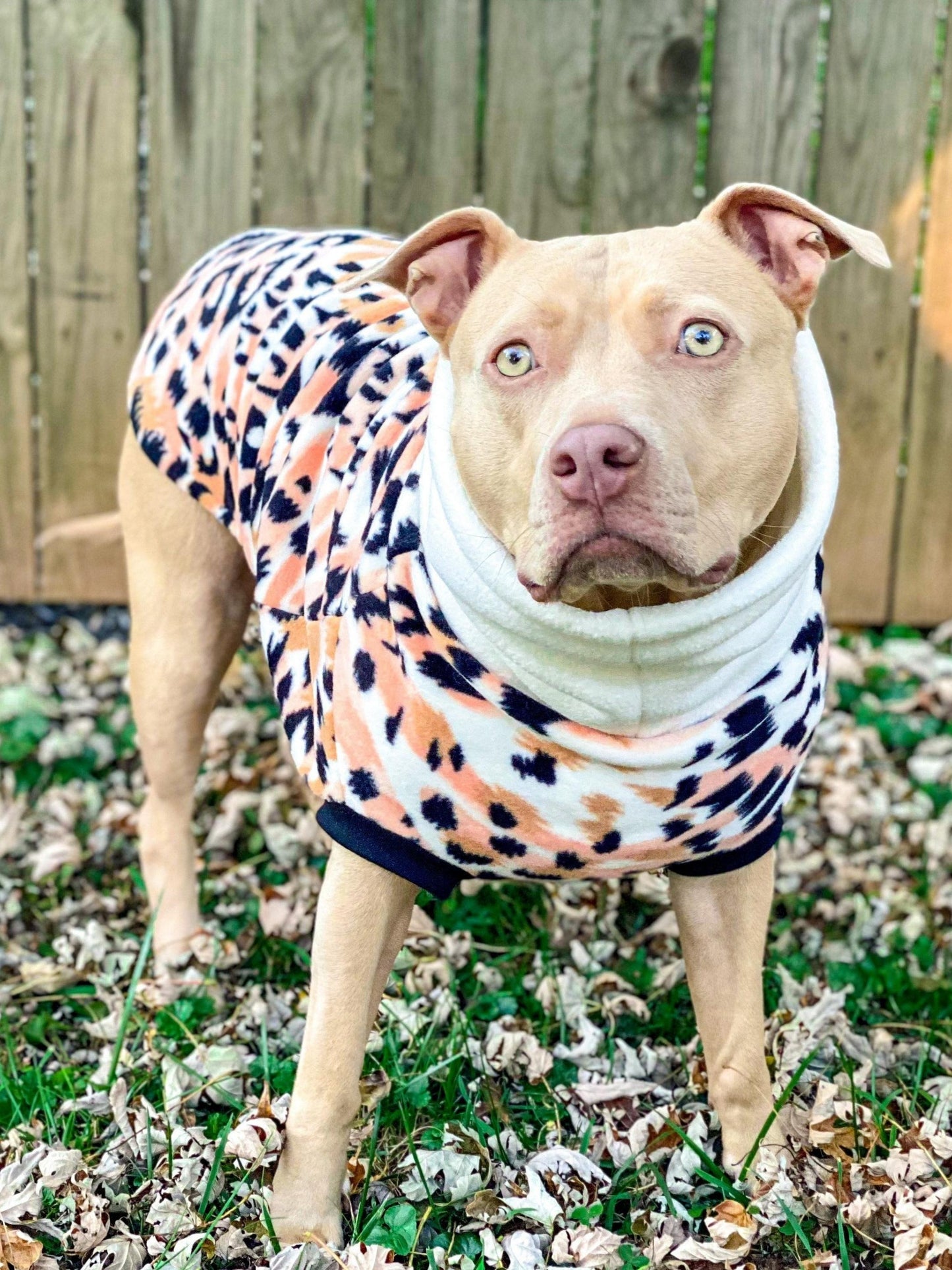 Gorgeous pitbull modeling Jax & Molly's Peach Margay Dog Sweater adorned with a stunning animal print and complimented with an ivory turtleneck.