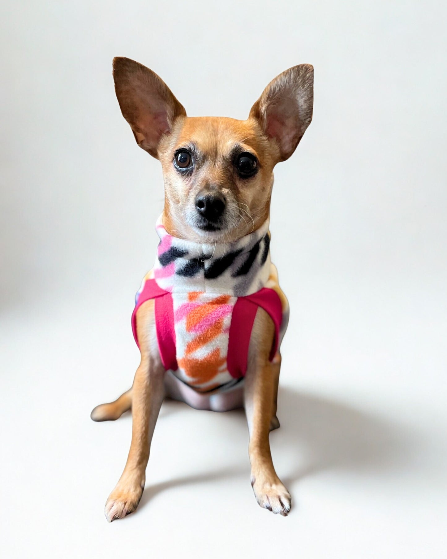 Cute chihuahua wearing a rainbow houndstooth dog sweater by Jax & Molly's