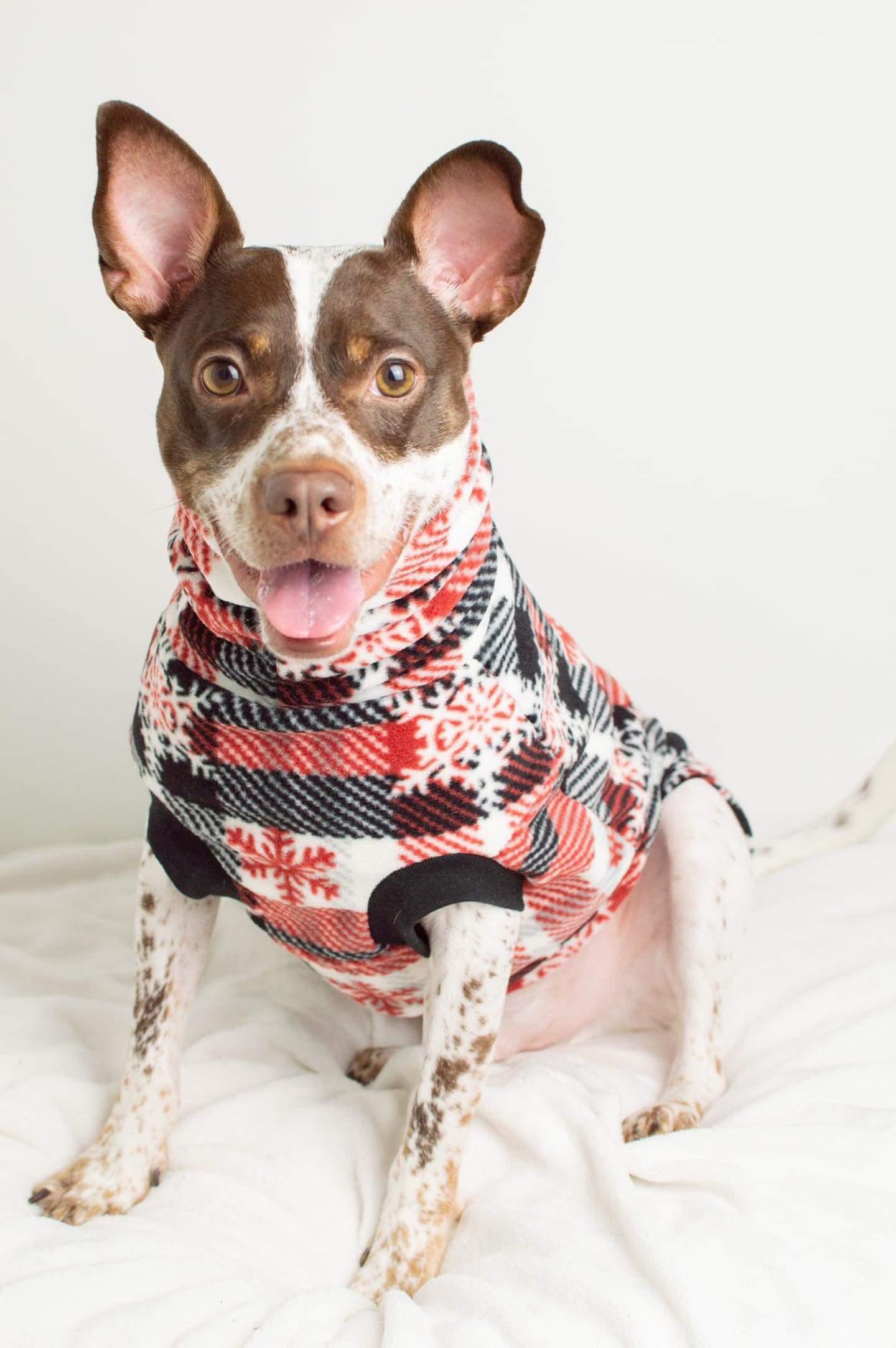 Closeup of an adorable dog modeling a Jax & Molly's fleece pullover dog sweater in red, white, and black plaid with snowflakes.