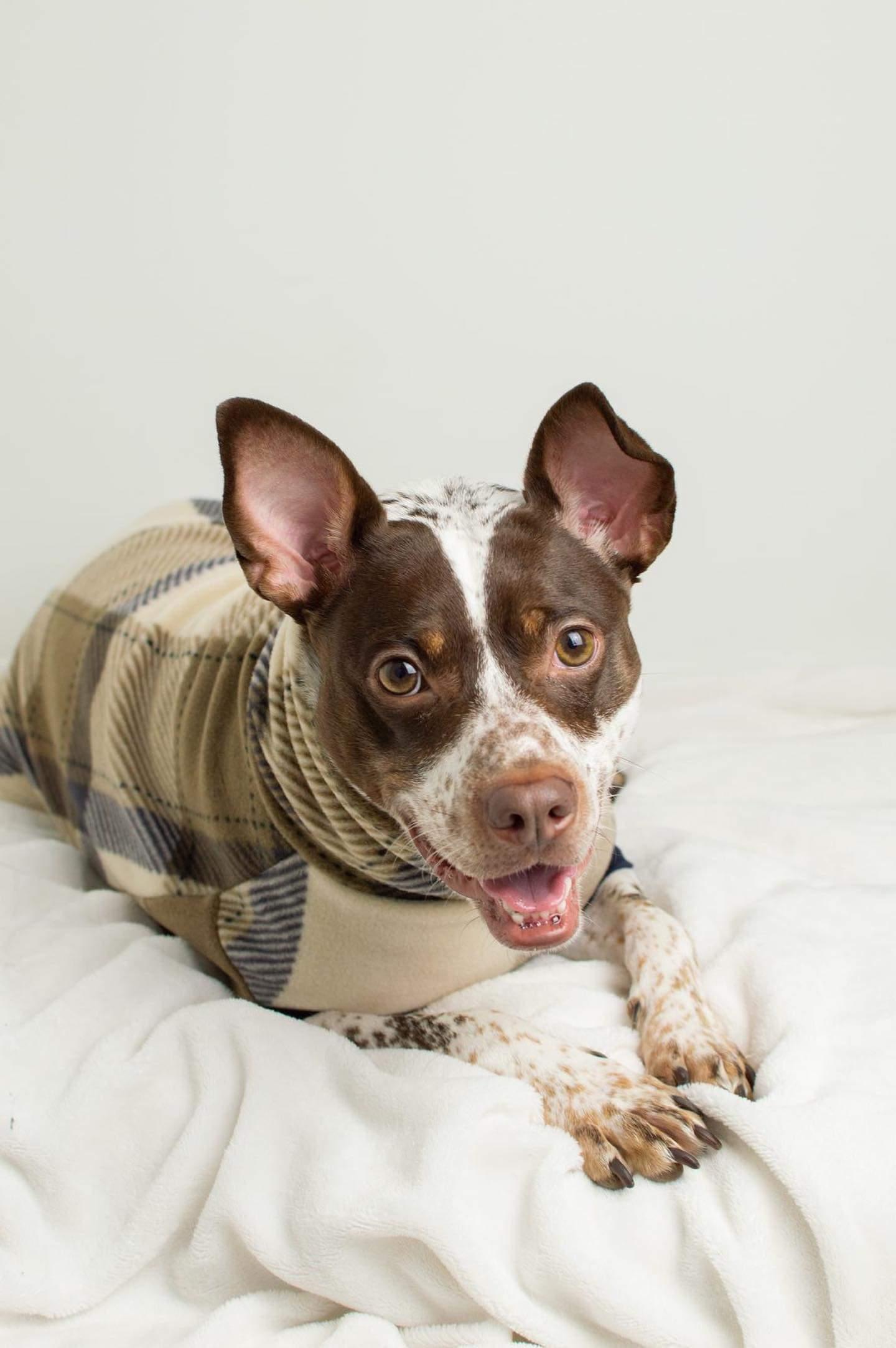 A cute dog dons the Jax & Molly's Trinity Dog Sweater, featuring a stylish blend of tan, beige, and navy plaid.