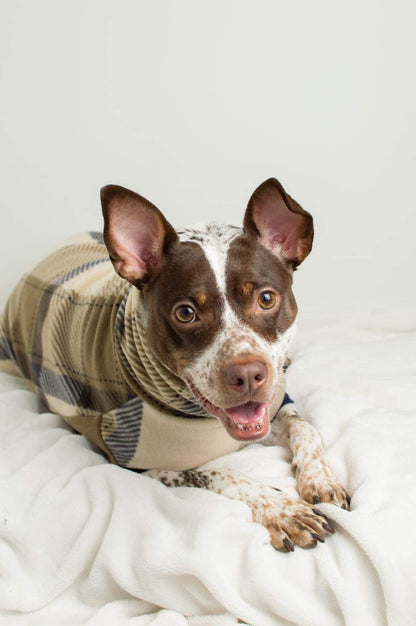 A cute dog dons the Jax & Molly's Trinity Dog Sweater, featuring a stylish blend of tan, beige, and navy plaid.