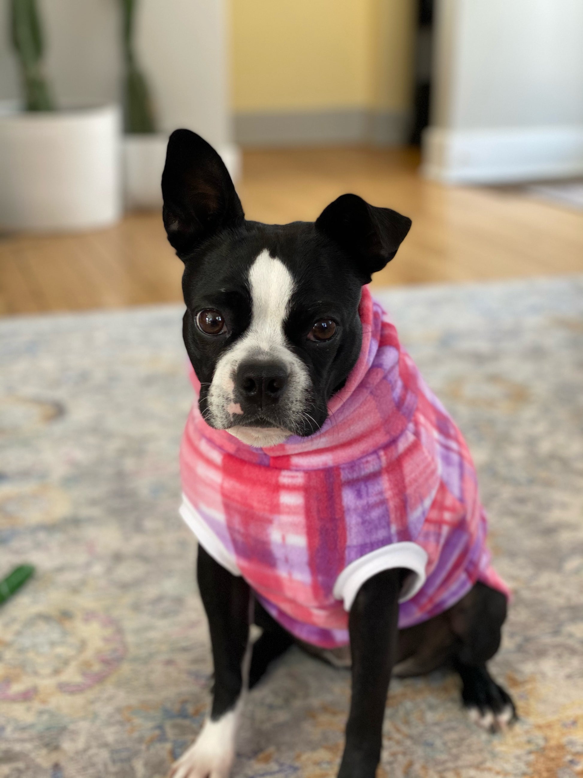 French bulldog in pink dog sweater