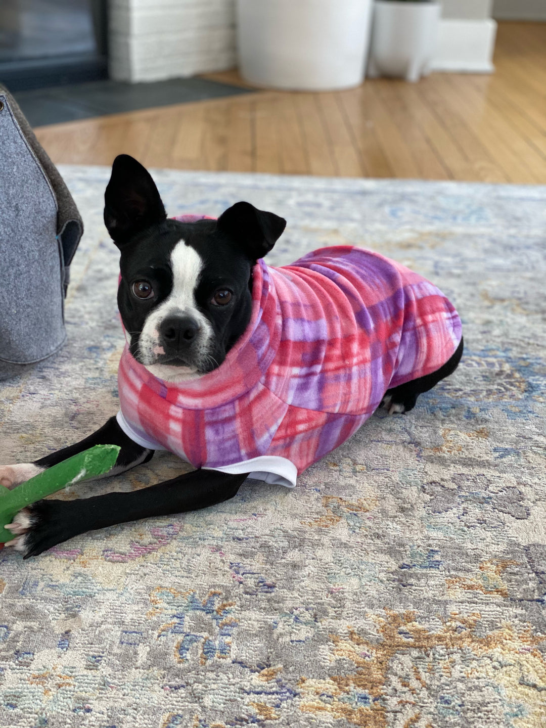 Cute dog in pink fleece dog sweater