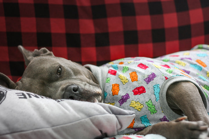 Jax & Molly's Gummy Bear Dog Pajamas